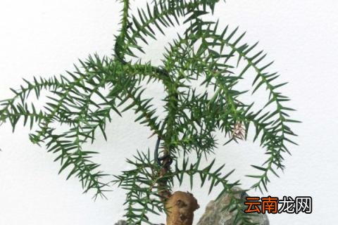澳洲杉怕冻吗