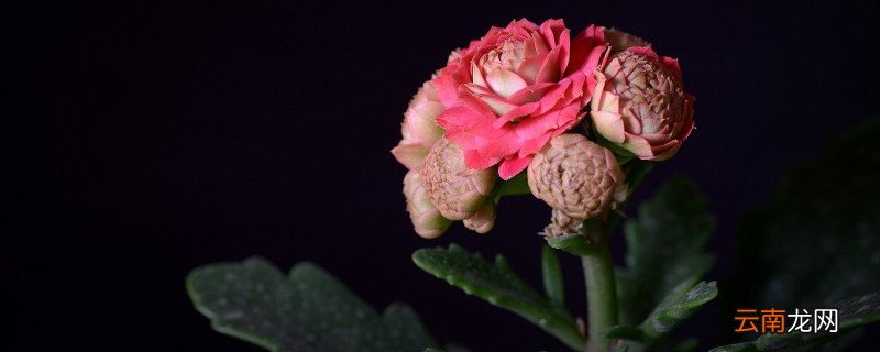 长寿花秋天可以扦插吗