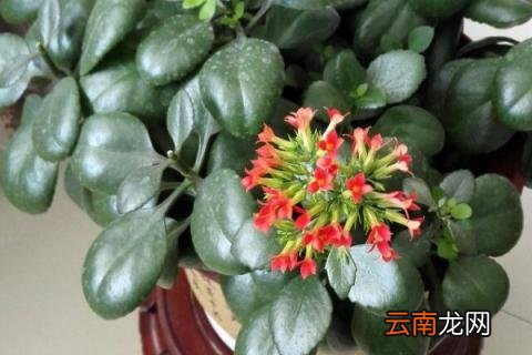长寿花秋天可以扦插吗