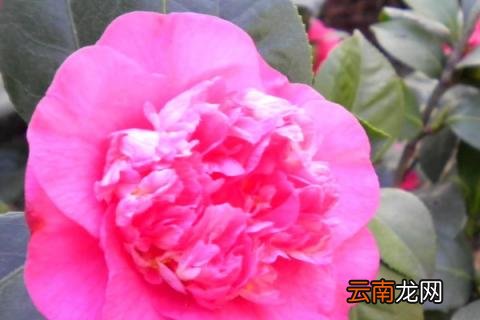 茶花秋天会开花吗