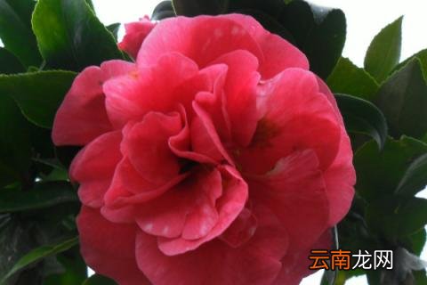 茶花秋天会开花吗