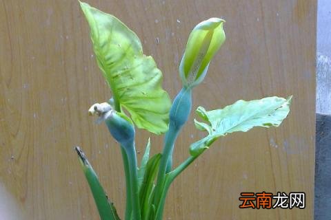 滴水观音夏季能换盆吗