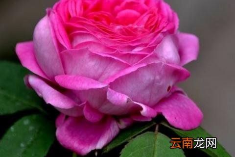 怎样判断月季花盲枝