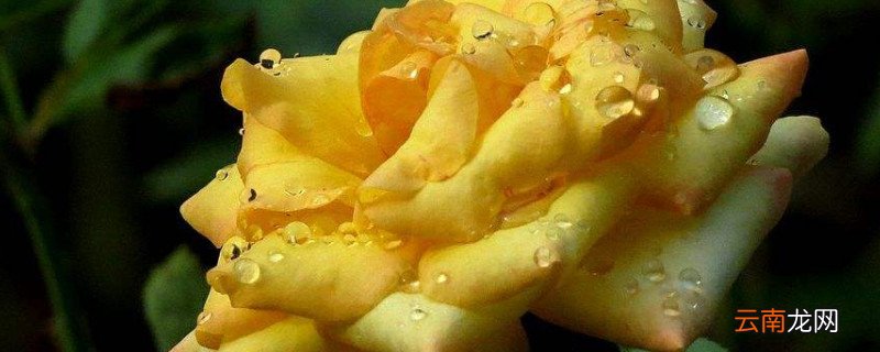 怎样判断月季花盲枝