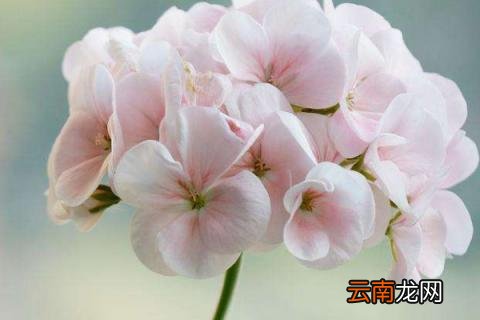 天竺葵掉叶子怎么办