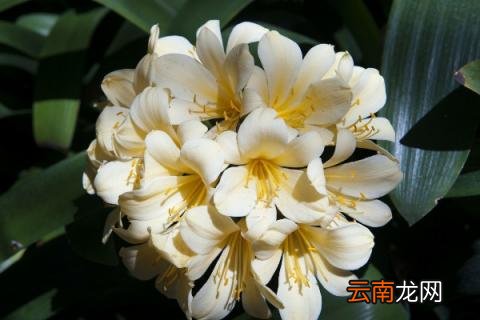君子兰春化处理方法
