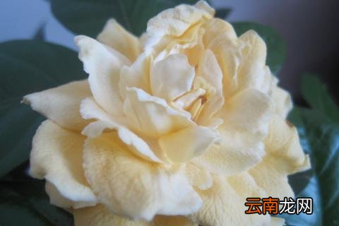 栀子花夏季怎么浇水