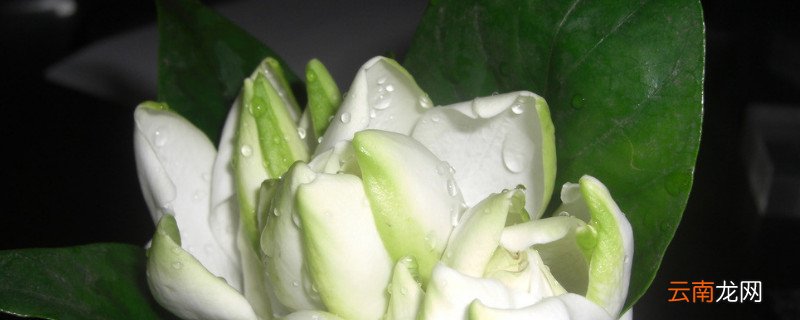 栀子花夏季怎么浇水