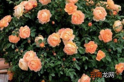 月季有什么颜色
