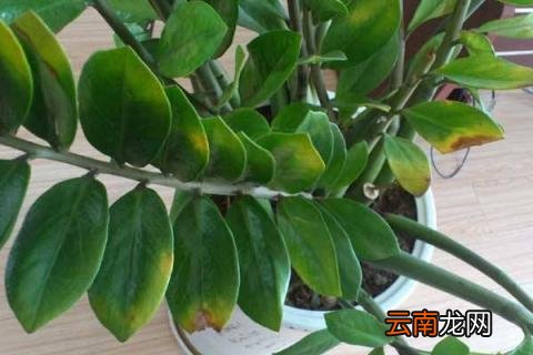 金钱树冬天好养吗