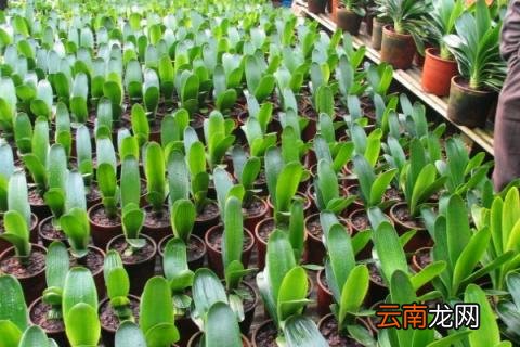 君子兰叶子大小不一怎么办