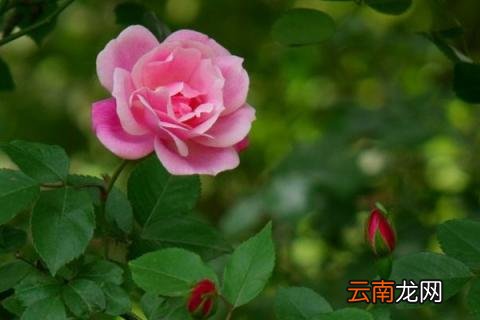 月季一年开几次花