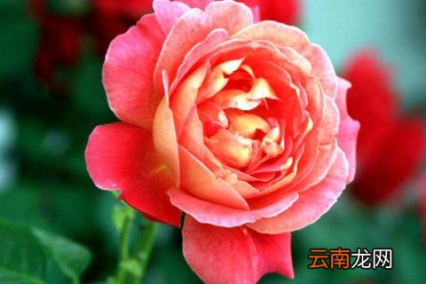 月季一年开几次花