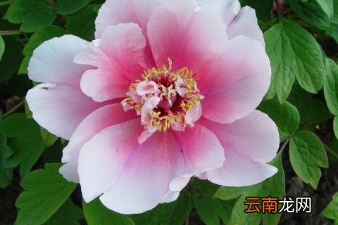 芍药花冬天要修剪吗