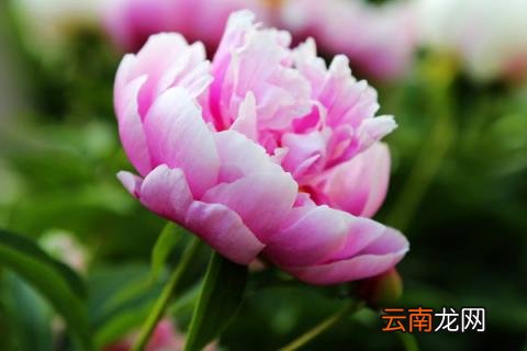 芍药花夏天会落叶吗