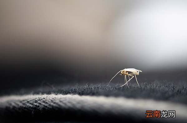 家里飞虫太多怎么去除 消灭小飞虫的最好方法