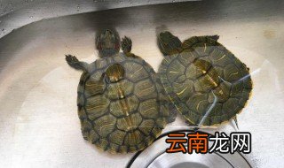 正确的养龟方法 怎么正确的养龟