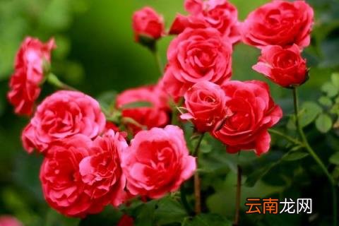 月季花用什么花盆