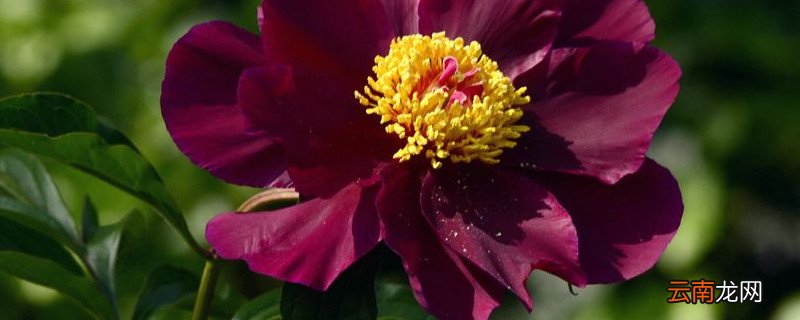 芍药花凋谢后怎么养护