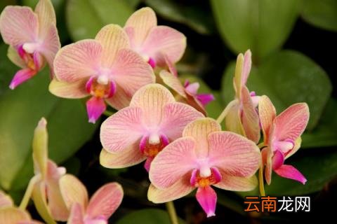 蝴蝶兰夏季花开过后怎么处理