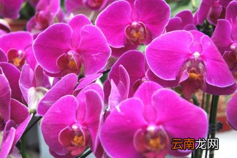 蝴蝶兰夏季花开过后怎么处理