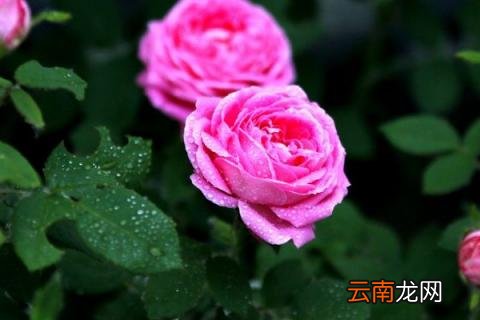 月季花为什么打了花苞还没开就黑了