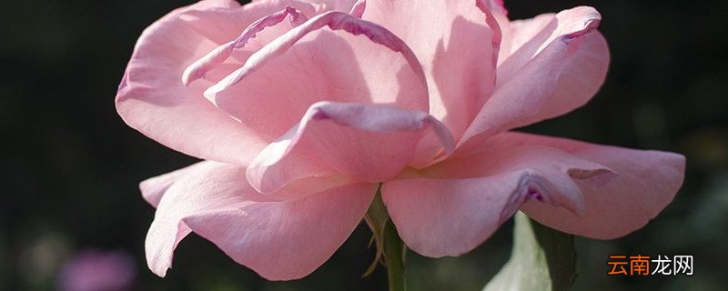 月季花为什么打了花苞还没开就黑了