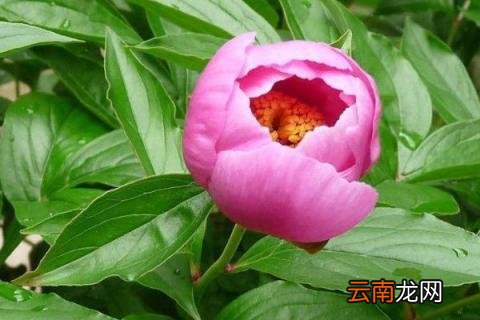 芍药花春天什么时候移植