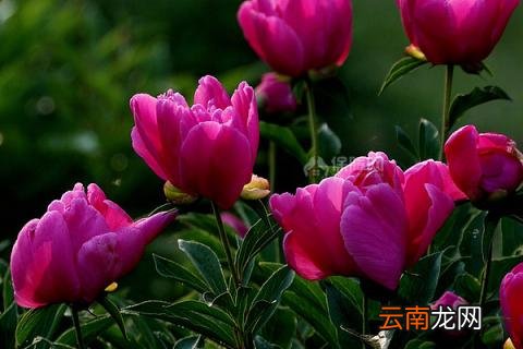 芍药花春天什么时候移植