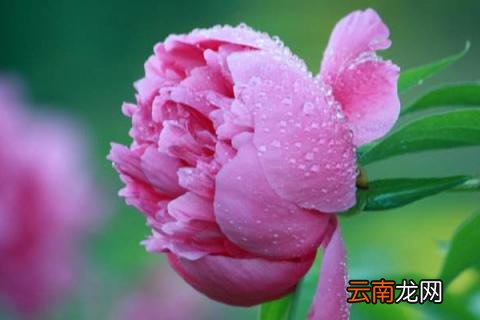 芍药花夏季怎么保养