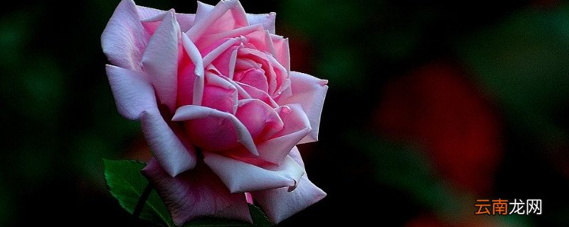 月季花为什么不长花苞