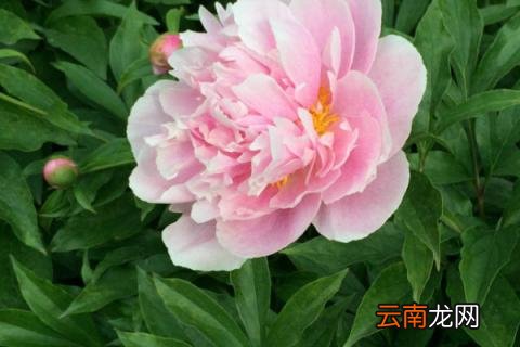 芍药冬天叶子会枯吗