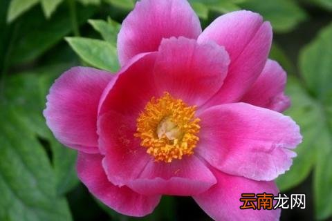 芍药冬天叶子会枯吗
