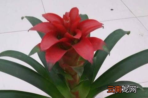 鸿运当头发芽了怎么办