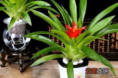鸿运当头发芽了怎么办