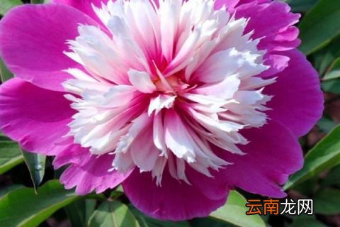 芍药地栽好还是盆栽好