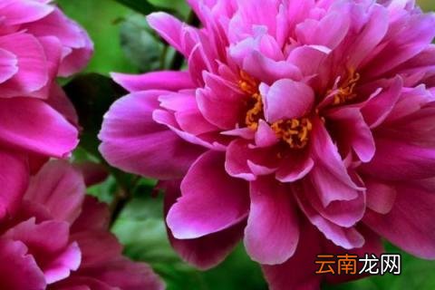 芍药地栽好还是盆栽好