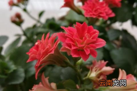 长寿花怎么才能长得快