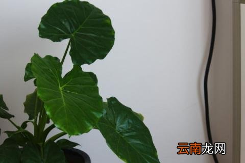 滴水观音怎样繁殖