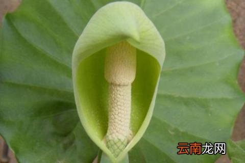 滴水观音怎样繁殖
