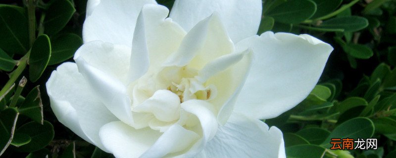 栀子花春天不长叶怎么办