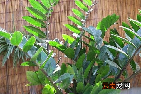 金钱树秋天可以换盆吗
