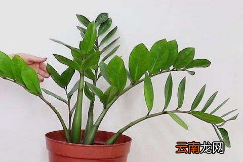 金钱树秋天可以换盆吗