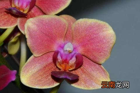 蝴蝶兰开花期间怎么浇水