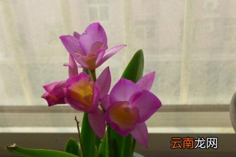 蝴蝶兰开花期间怎么浇水