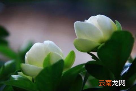 栀子花花期的养护方法