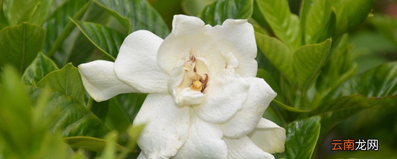 栀子花花期的养护方法