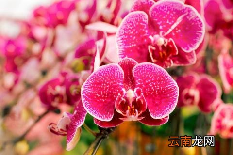 蝴蝶兰夏天能换盆吗