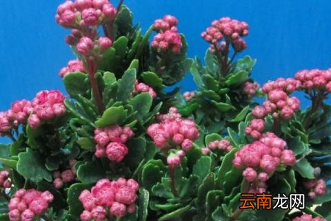 长寿花夏天不开花吗