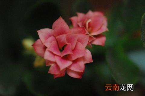 长寿花夏天不开花吗